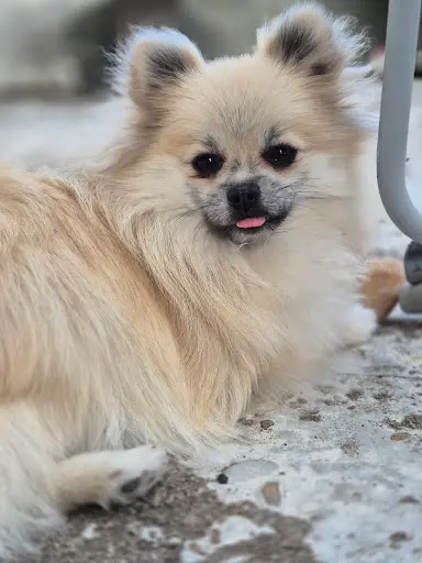 Élevage Un Poil Craquant
