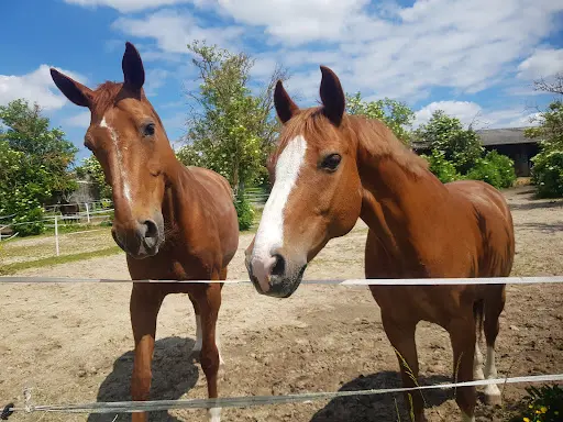 Poney Club des Ecuries du Saussay