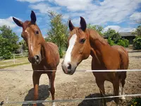 Poney Club des Ecuries du Saussay