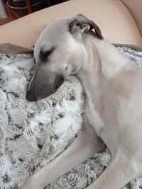 Whippets Of Verywhip