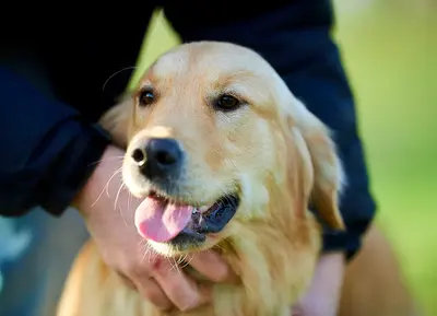 Canisform Center / Education, Pension, Croquettes Pour Chiens