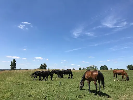 Les Ecuries du Poney Fringant