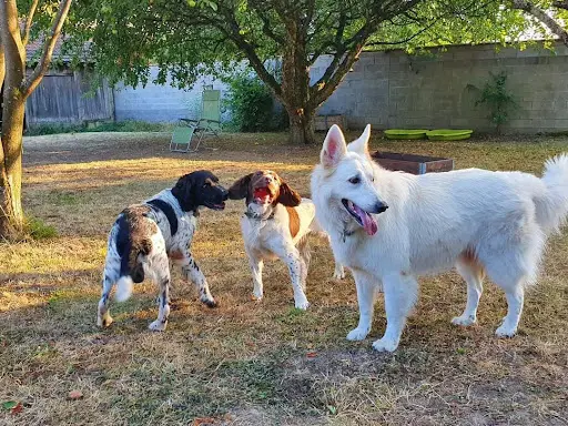 Dog Connect 68