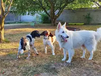 Dog Connect 68