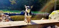 Paisible Dog