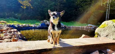Paisible Dog