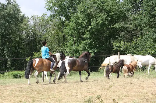 Natifaence Centre d'Equitherapie