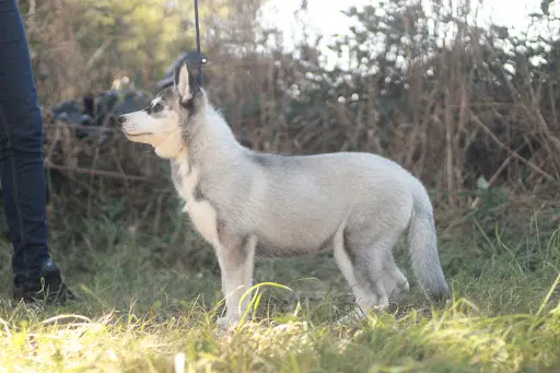 Des Legendes du Triskel : Élevage de Siberian Husky, Shiba Inu et Bouvier Bernois Dans le Finistère, Bretagne