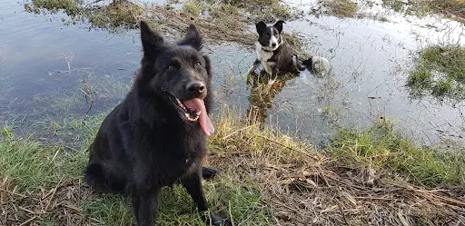 Doomoodog