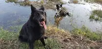Doomoodog