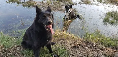 Doomoodog