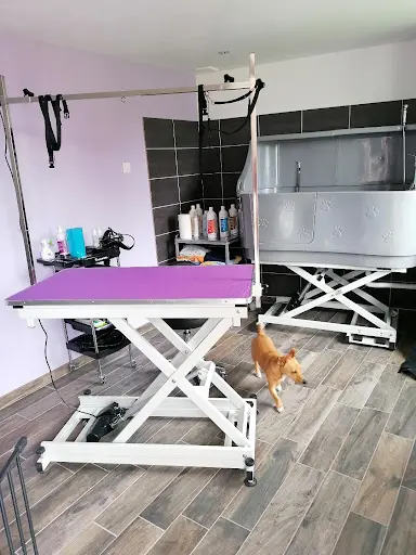 Toutoubo- Salon de Toilettage et Massage Canin Bantigny
