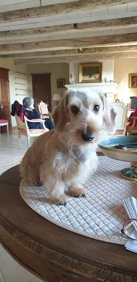 Aux Six Os d'Or - Toilettage Chien et Chat