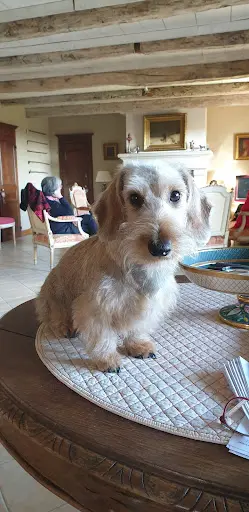 Aux Six Os d'Or - Toilettage Chien et Chat
