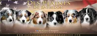Élevage de Berger Américain Miniature et Corgi des Plaines de Barbizon