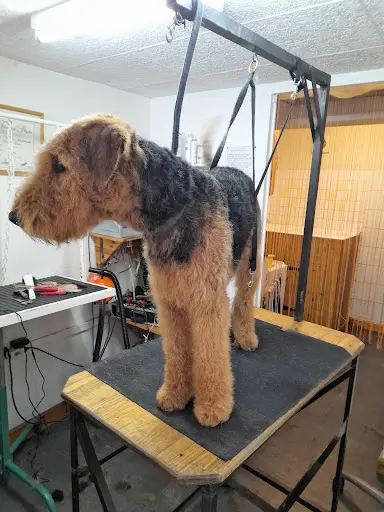 Patt Apoils : Salon de Toilettage Canin