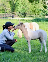 Rhea Horses Chevaux Miniatures - Elevage, Vente - Hébergement
