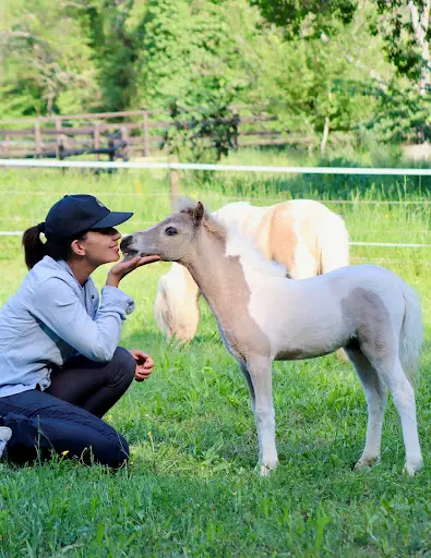 Rhea Horses Chevaux Miniatures - Elevage, Vente - Hébergement