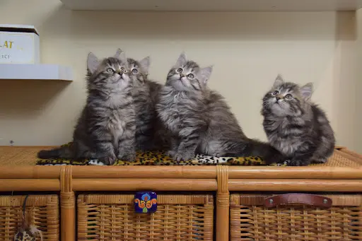 Elevage des Griffes Nacrées, Chats Sibériens