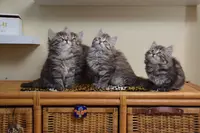 Elevage des Griffes Nacrées, Chats Sibériens