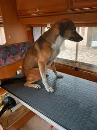 C Home Chiens et Chats Toilettage