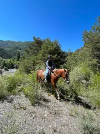 Les Chevaux de Roquepine