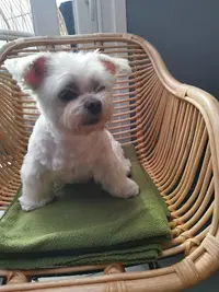 Tout Pour Nos Poilus - Toiletteur Chiens&chats