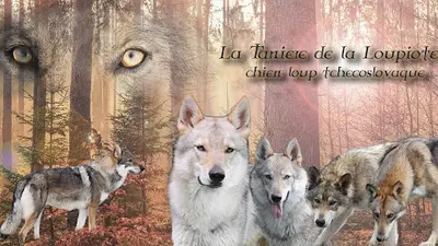 Élevage de la Tanière de la Loupiote et Sa Meute