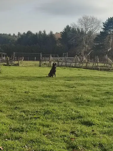 Synergie Canine
