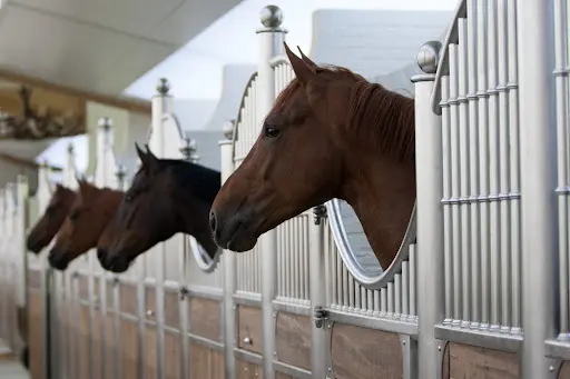 Cheval Habitat