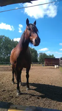 Les Equidés Hamois