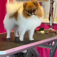 Elégance Canine