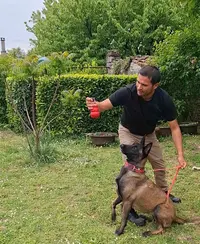 Apolo Dog Training