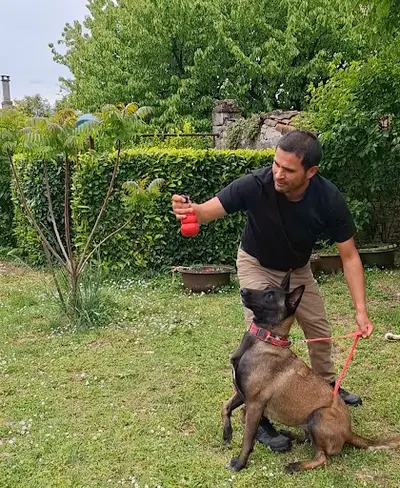 Apolo Dog Training