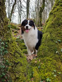 Elevage de Chiens Berger Australien du Chemin de la Lune aux Reves