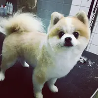 Venus Toilettage