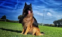 Croc S Cool Dogs