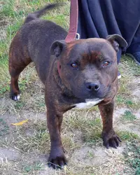 Domaine des Tymouthes , Éleveur de Staffie (staffordshire Bull Terrier) - Saône et Loire