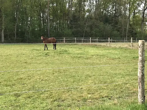 Ecurie des Lions d'Anjou Angers - Saumur - Baugé