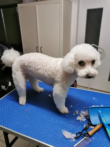 Morin Virginie au Charme Canin
