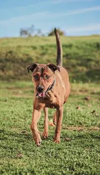 Dog Ynamic - Pension Canine Familiale