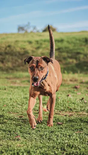 Dog Ynamic - Pension Canine Familiale