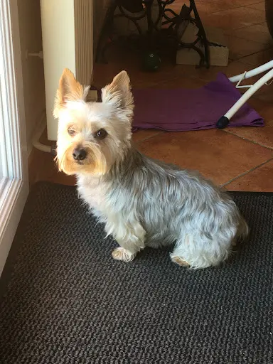 Toilettage Manodog
