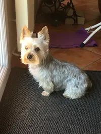 Toilettage Manodog