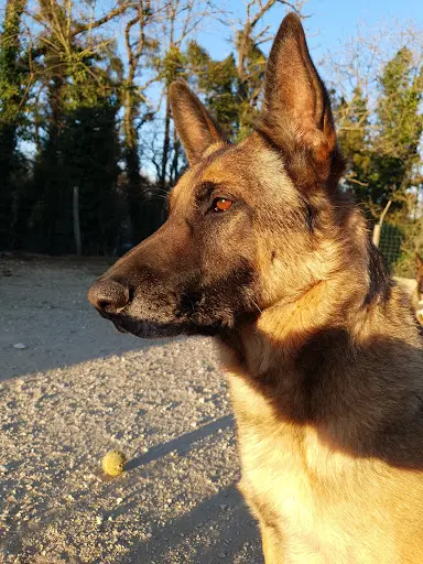 Chrisdog86 - Educateur Canin Bayonne