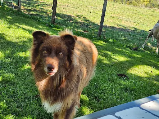 Comme Un Wouf - Éducateur Canin
