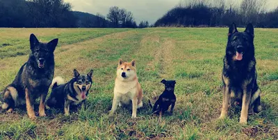Les Loups du Rupt de Mad, Éducateur Canin Comportementaliste Chiens Réactifs Metz, Jarny, Pont À Mousson