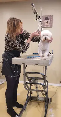 Salon de Toilettage Zazou