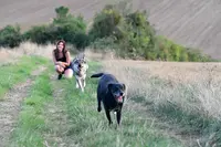 Anim S Dog - Education Canine