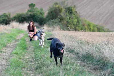 Anim S Dog - Education Canine